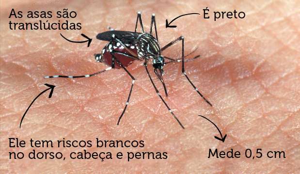 Brasil registra 1.016 casos de mortes por dengue e bate recorde histórico 