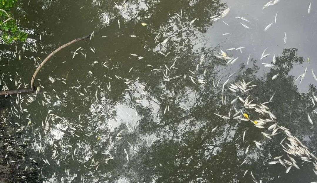 Peixes mortos aparecem boiando em mangue de Florianópolis Lorena Bueri