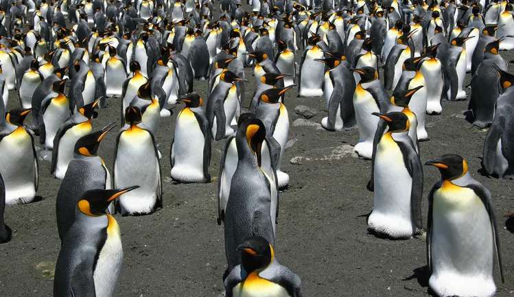 Mudanças climáticas atinge reprodução dos Pinguins-reais Lorena Bueri