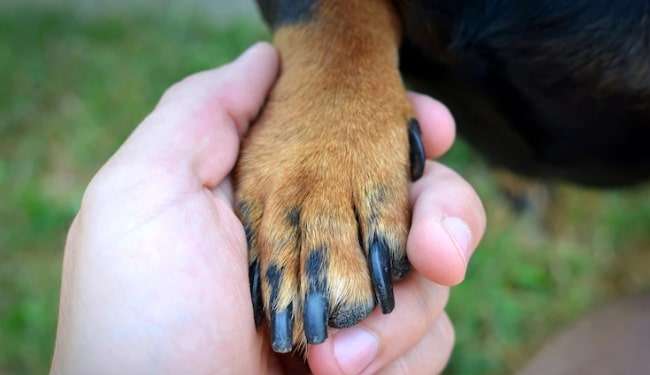 Pets: saiba como e por que é importante cortar as unhas do seu cachorro Lorena Bueri