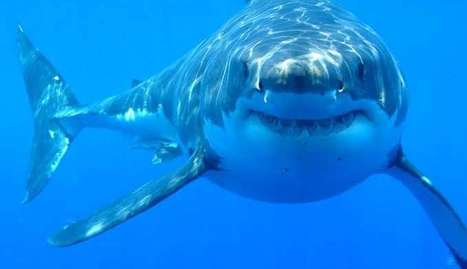 Chinesa que comprou e postou comendo tubarão branco raro é multada na China