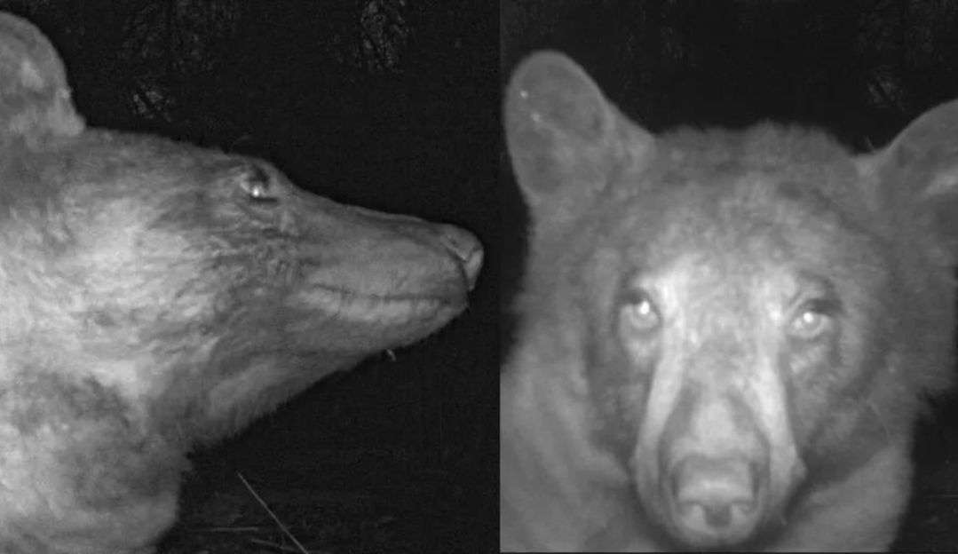 Urso tira centenas de “selfies” em parque nos EUA