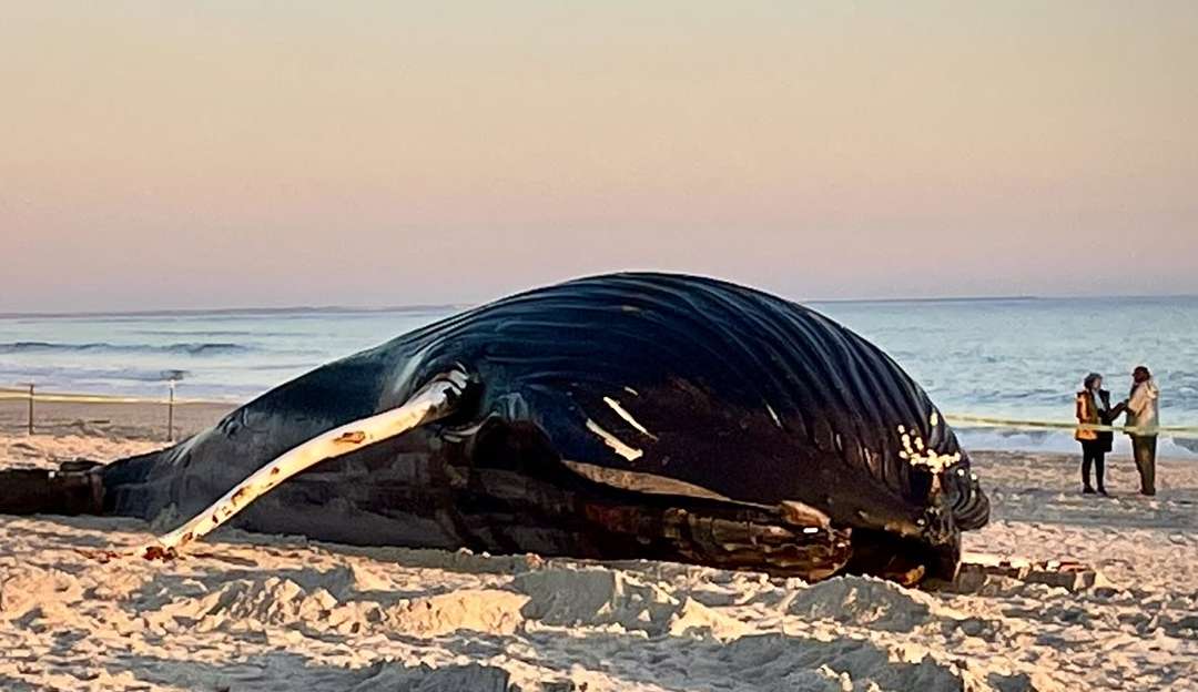 Baleia jubarte é encontrada encalhada em praia nos Estados Unidos
