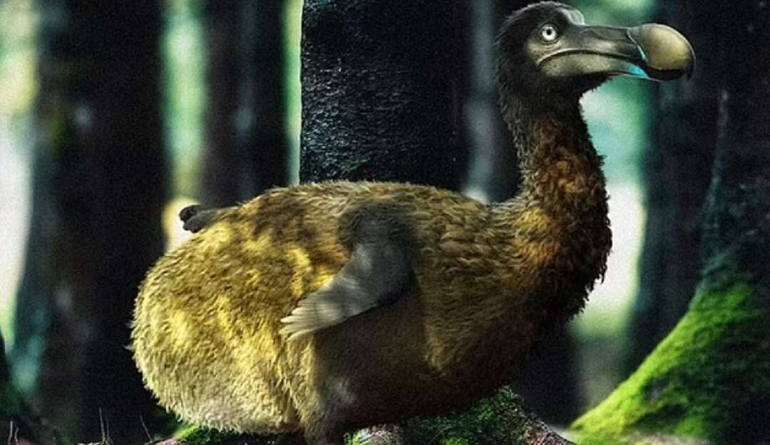 Startup bilionária quer ressuscitar pássaro Dodô, extinto no século 17 