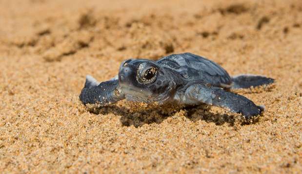 Começa temporada de reprodução das tartarugas em Fernando de Noronha
