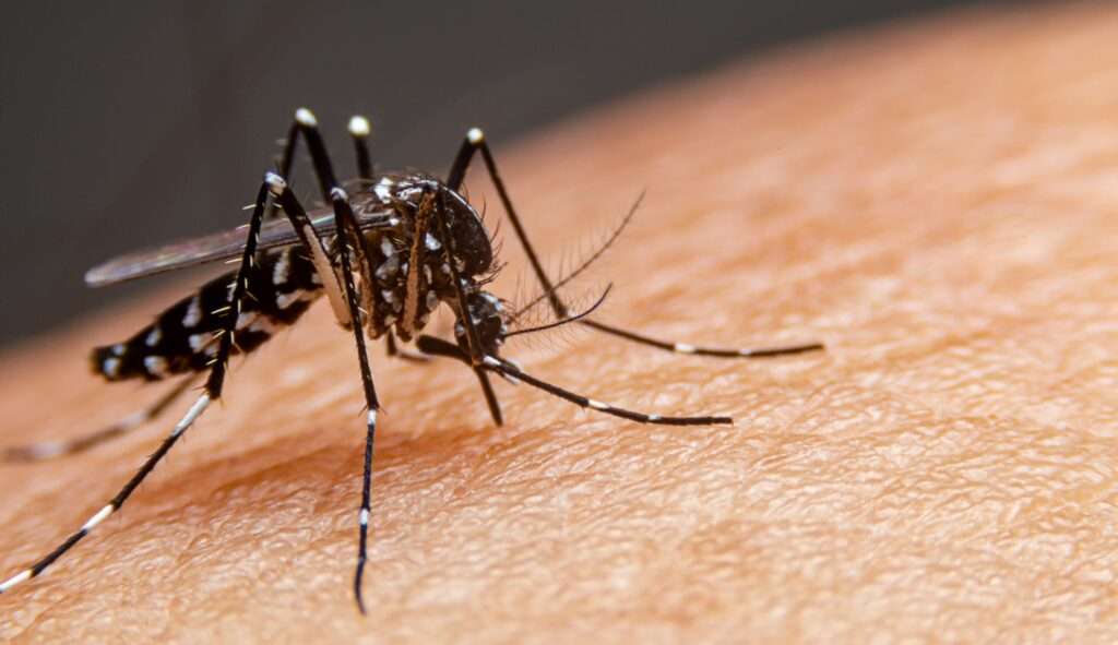 Notificações de dengue caem para 84% e de chikungunya sobem 25% no início de 2023