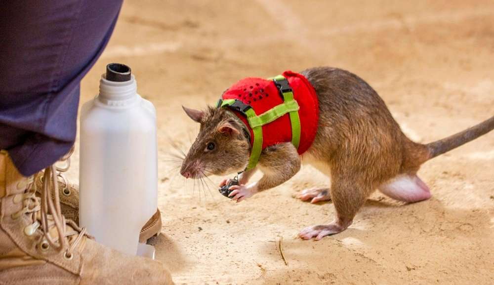 Ratos são treinados e poderão salvar vidas de terremotos na Turquia Lorena Bueri