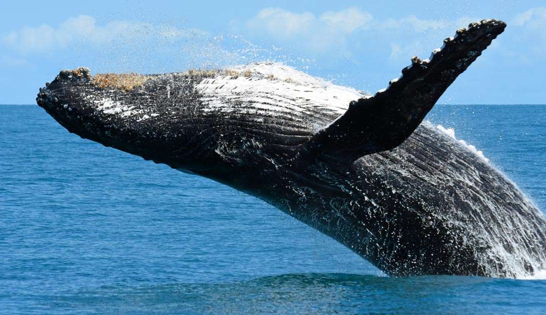 Mineração em águas profundas dificulta a comunicação entre baleias, diz estudo