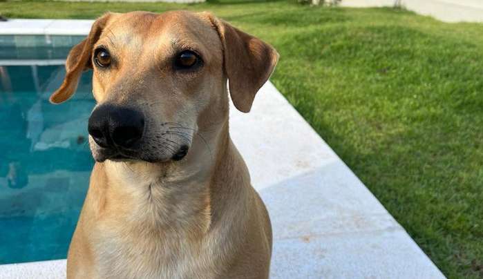 Cão abandonado em rodovia é adotado por agente da PRF
