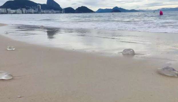 Águas-vivas tomam conta da praia de Copacabana