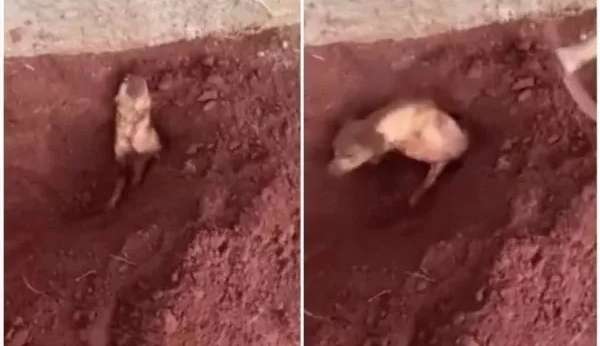 Em Minas Gerais uma idosa se incomoda com latidos da cadela e enterra o animal