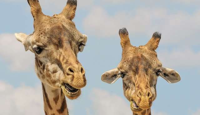 MPF denuncia quatros pessoas por maus-tratos contra girafas no RJ