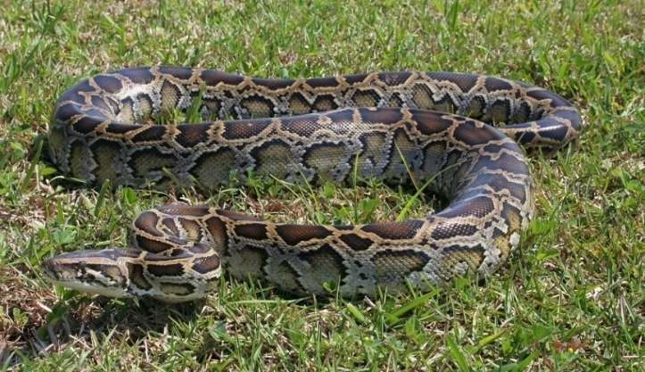 Serpente de três metros é capturada em cidade de Minas Gerais