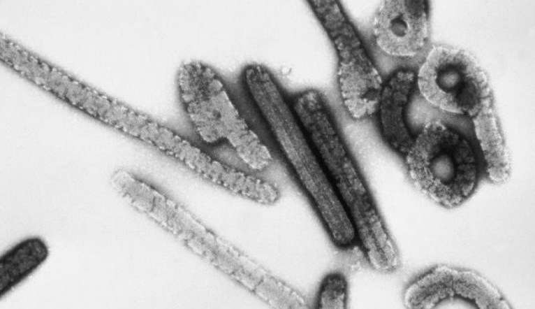 Vírus de Marburg foi encontrado na Tanzânia e pode se espalhar para países vizinhos Lorena Bueri