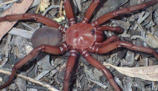 Uma nova espécie de Aranha de Alçapão foi descoberta na Austrália