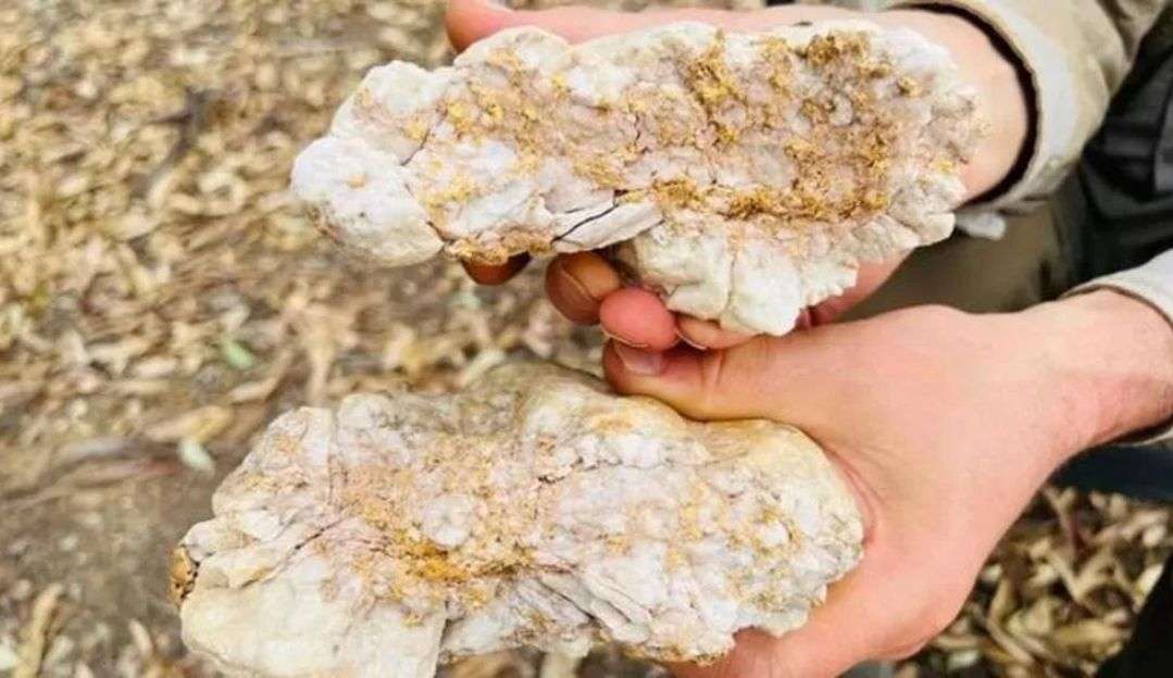 Garimpeiro amador encontra enorme pepita de ouro na Austrália Lorena Bueri