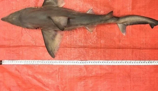 Tubarão raro na costa da América do Sul pode desaparecer Lorena Bueri