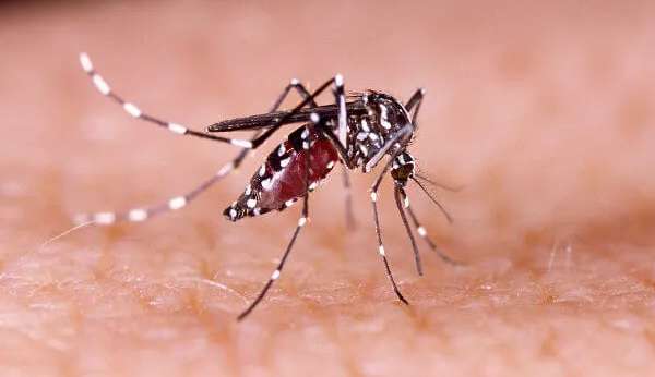 Casos de Dengue já são 43% superiores ao ano passado e atinge mais de 75% dos municípios brasileiros