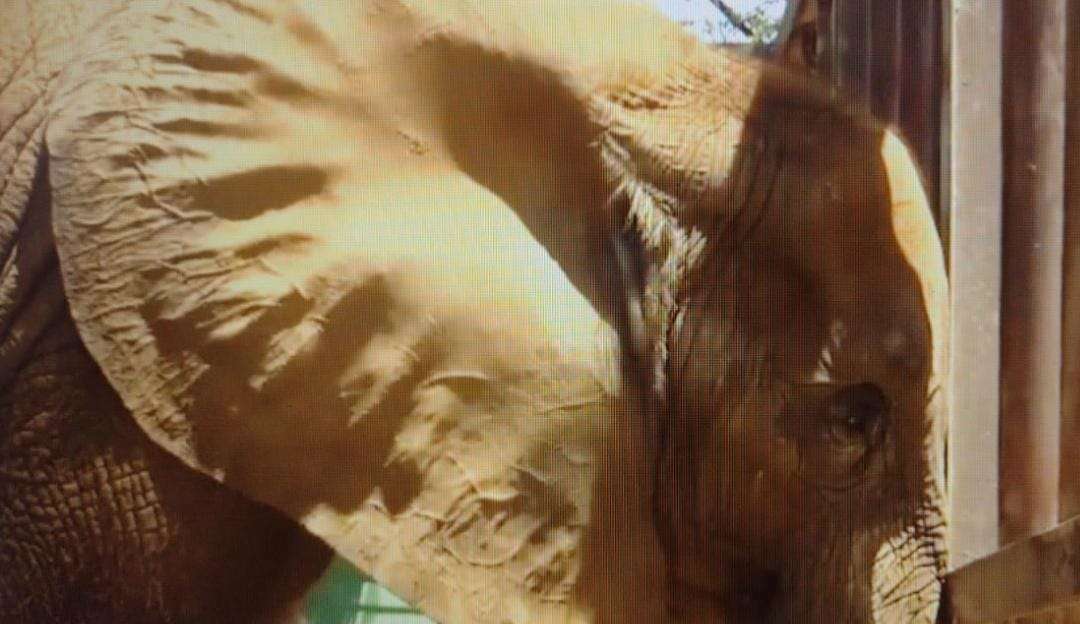 Elefanta doente de zoológico do Paquistão recebe veterinários de vários países Lorena Bueri