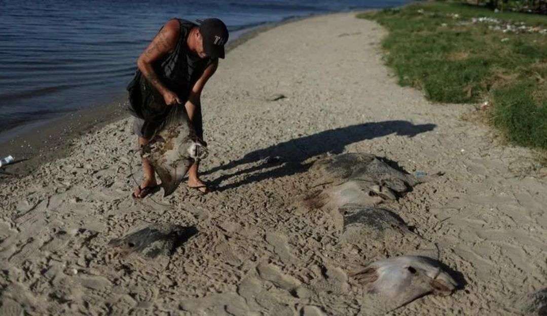 Dezenas de arraias aparecem mortas na Ilha do Fundão Lorena Bueri
