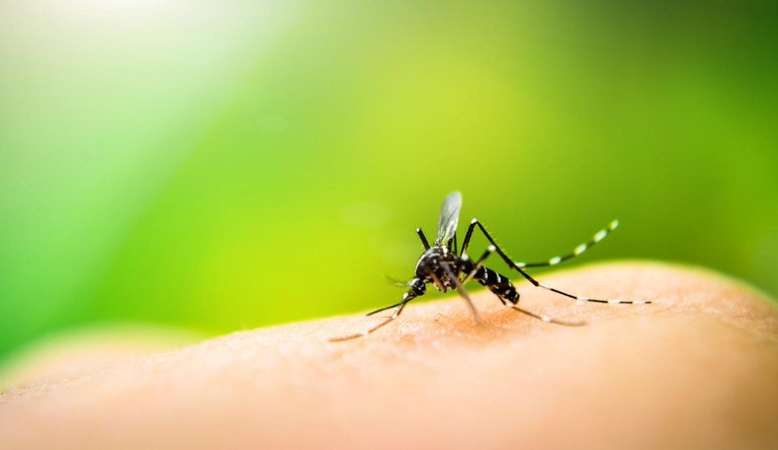 Ministério da Saúde divulga novos dados sobre mortes por dengue no País Lorena Bueri
