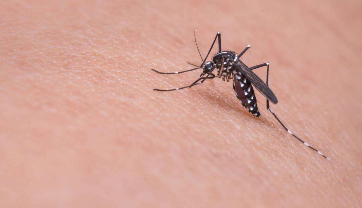 Fábrica de mosquitos possibilita redução de casos de doenças transmitidas pelo Aedes aegypti Lorena Bueri