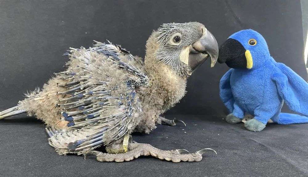 Arara-azul-de-lear nasceu no Zoológico de São Paulo no fim de fevereiro Lorena Bueri