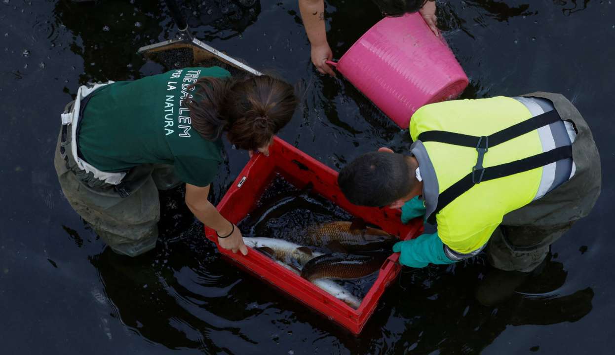 Peixes precisam ser resgatados de rio seco na Espanha
