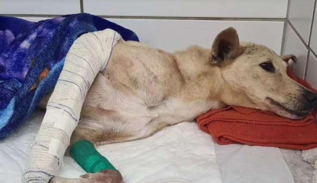 Cadela sofre ferimentos depois de ser jogada de viaduto