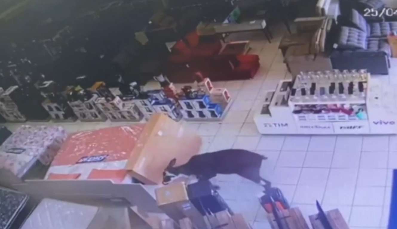 Vaca invade loja de móveis no mato grosso e assusta funcionários  Lorena Bueri