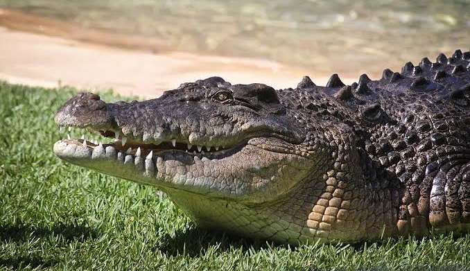 Restos mortais de australiano são encontrados dentro de crocodilo Lorena Bueri