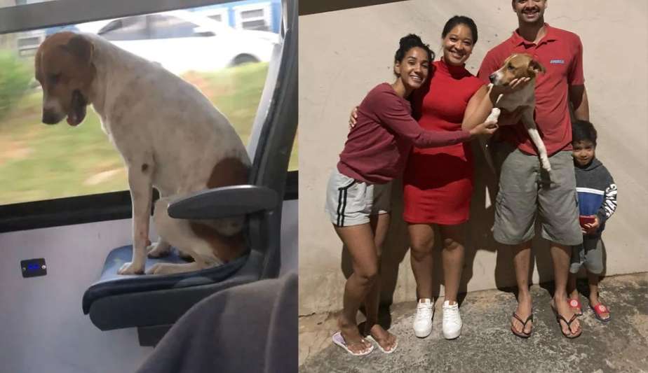 Cão que viralizou na web por pegar carona em ônibus, volta pra casa  Lorena Bueri