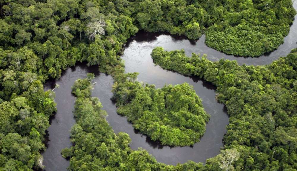 Conheça o projeto de reflorestamento da Amazônia Lorena Bueri