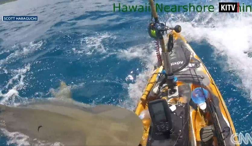 Pescador enfrenta tubarão-tigre em caiaque no Havaí e grava tudo