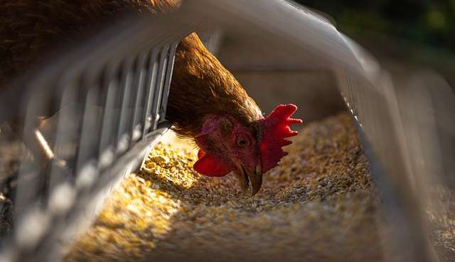 Brasil registra pela primeira vez casos de gripe aviária de alta patogenicidade Lorena Bueri