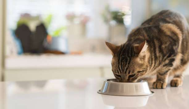  Saúde felina: mitos e verdades sobre a alimentação para gatos  Lorena Bueri