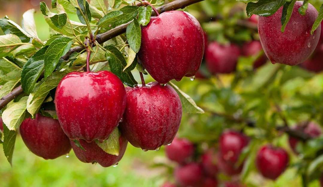 Estudo revela que consumir uma maçã por dia reduz o risco de fragilidade em 20% Lorena Bueri