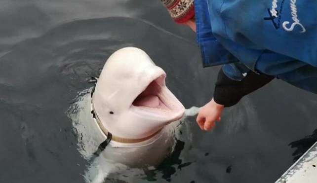Baleia Beluga que seria espiã russa é vista na Suécia Lorena Bueri
