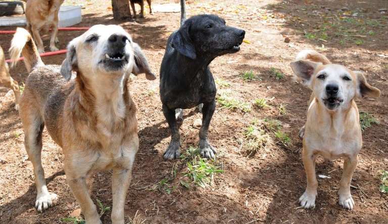 Confira a campanha de castração gratuita para cães e gatos em Ceilândia
