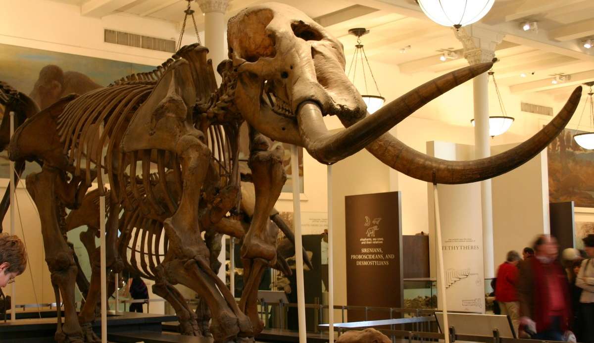 Americana encontra dente de mastodonte com 1 milhão de anos Lorena Bueri