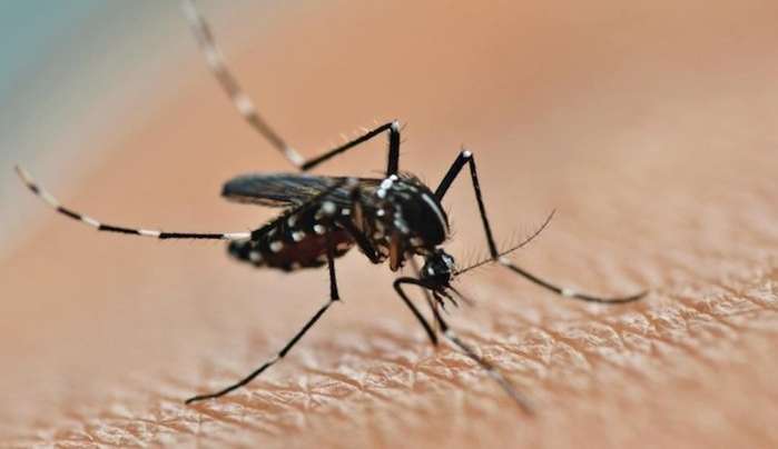 Campinas excede 8 mil casos de dengue, mas apresenta baixa gradual com mudança de tempo Lorena Bueri