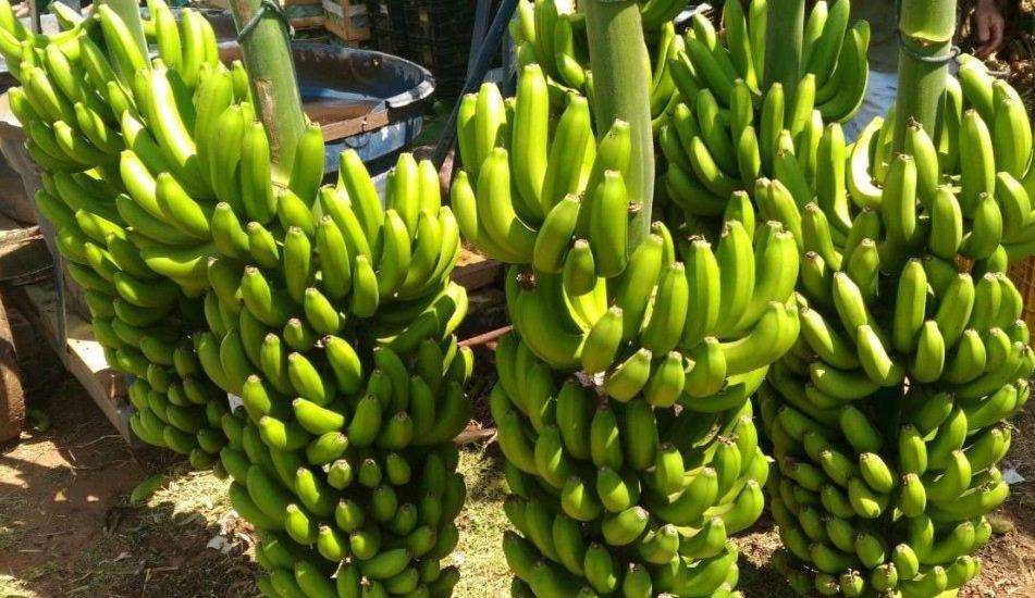 Saiba os benefícios da banana, a fruta favorita do brasileiro  Lorena Bueri
