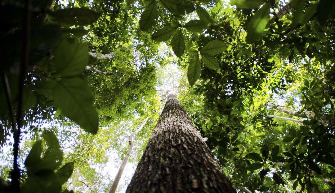 Amazonas ocupa 2º lugar no ranking de desmatamento da Amazônia em 2022  Lorena Bueri