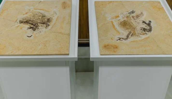 Dinossauro que habitou em terras brasileiras tem fóssil repatriado Lorena Bueri