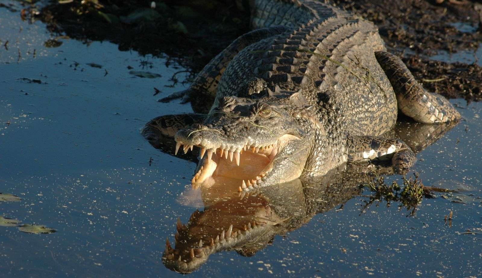 Crocodilo invade casa e ‘luta’ contra equipe de resgate nos Estados Unidos  Lorena Bueri