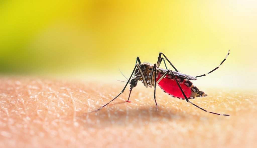 Mais uma morte por dengue é confirmada em 2023 Lorena Bueri