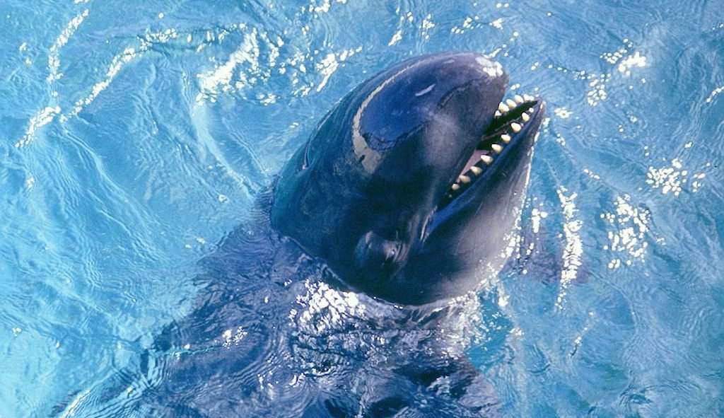 'Falsas orcas' foram encontradas no litoral norte Lorena Bueri