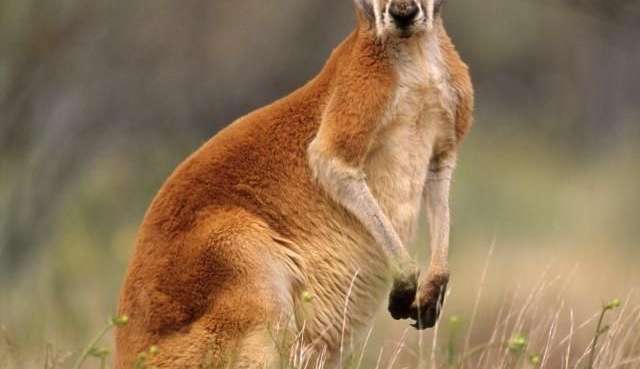 Canguru avança em turista na Austrália Lorena Bueri