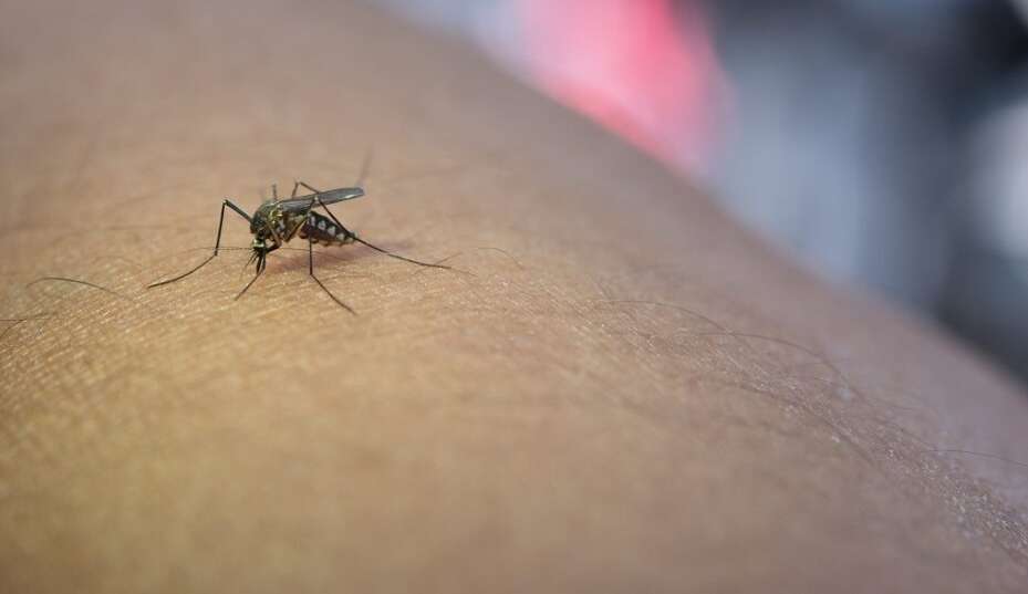 Nova vacina contra a dengue será disponibilizada nesta semana Lorena Bueri