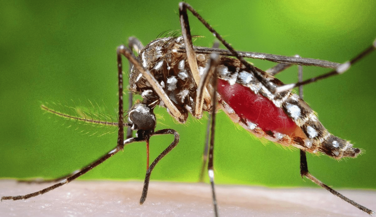 Quinta morte causada pela dengue em SP é confirmada: saiba como se prevenir Lorena Bueri